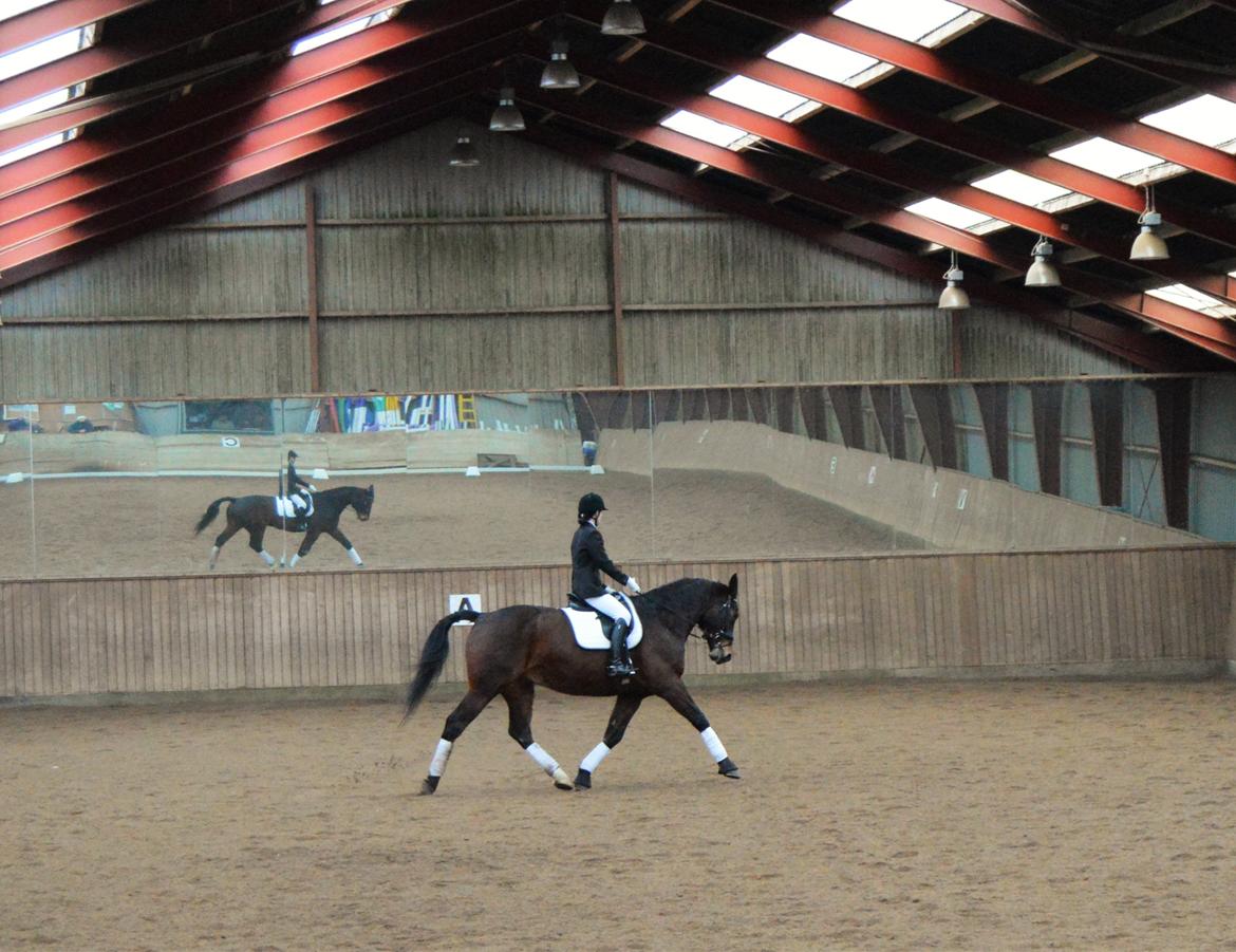 Oldenborg Nabih Adoa (himmelhest)  billede 13