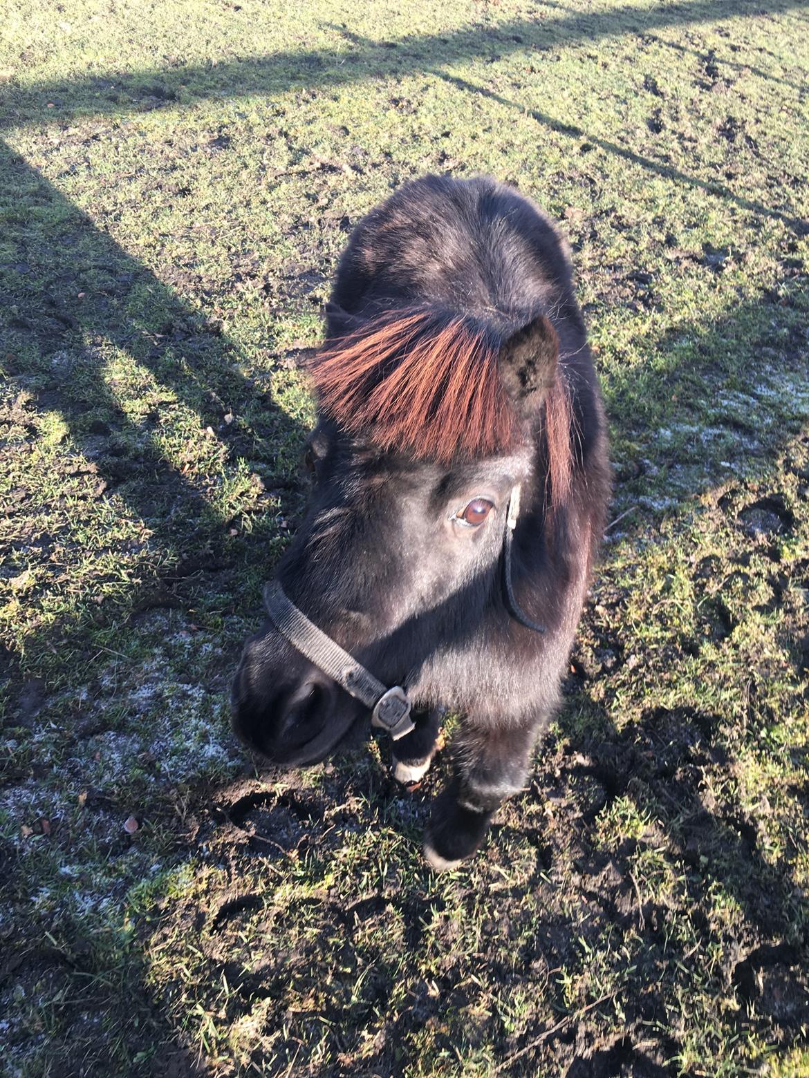 Shetlænder Thea billede 3