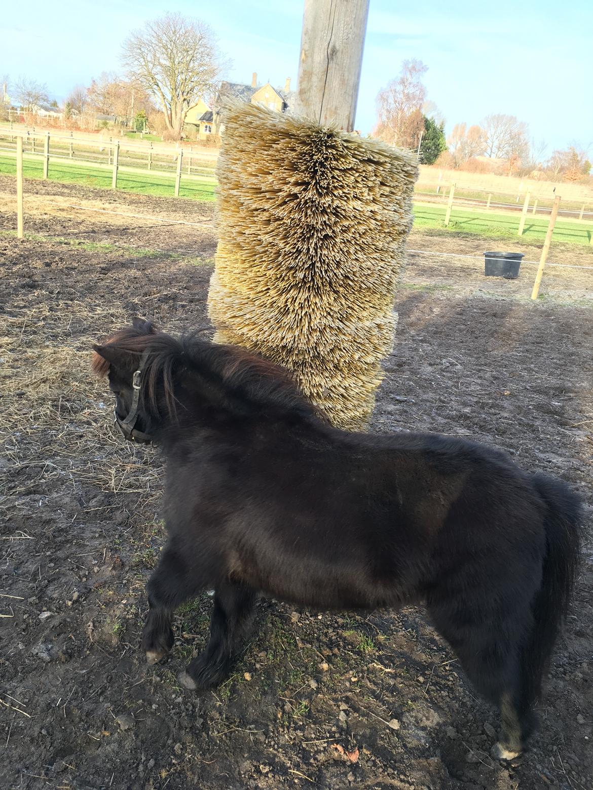 Shetlænder Thea billede 7