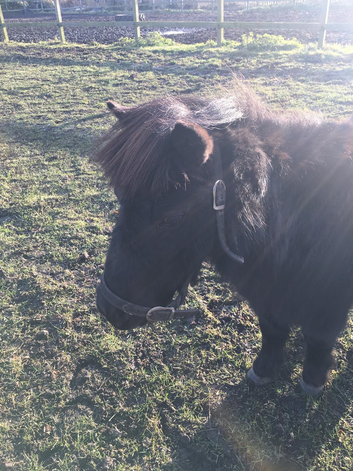 Shetlænder Thea billede 4