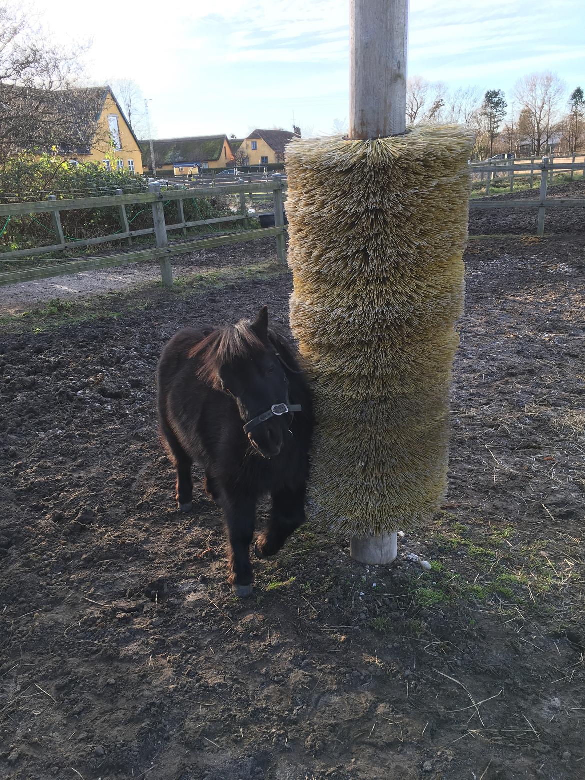 Shetlænder Thea billede 5