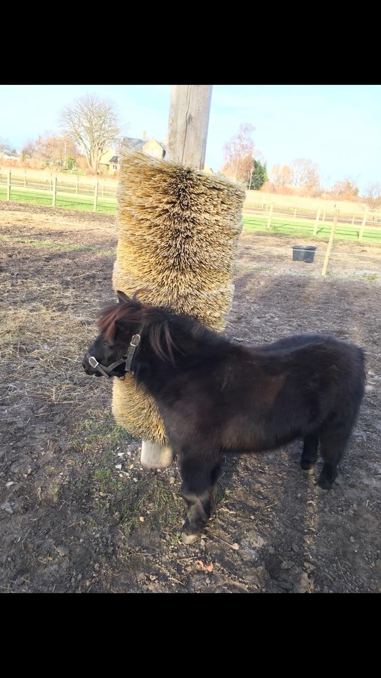 Shetlænder Thea billede 13