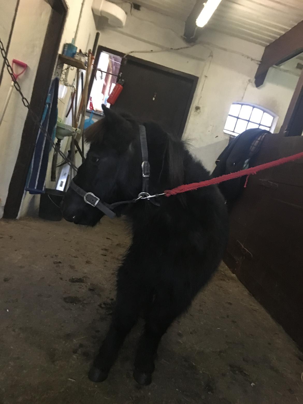 Shetlænder Thea billede 11