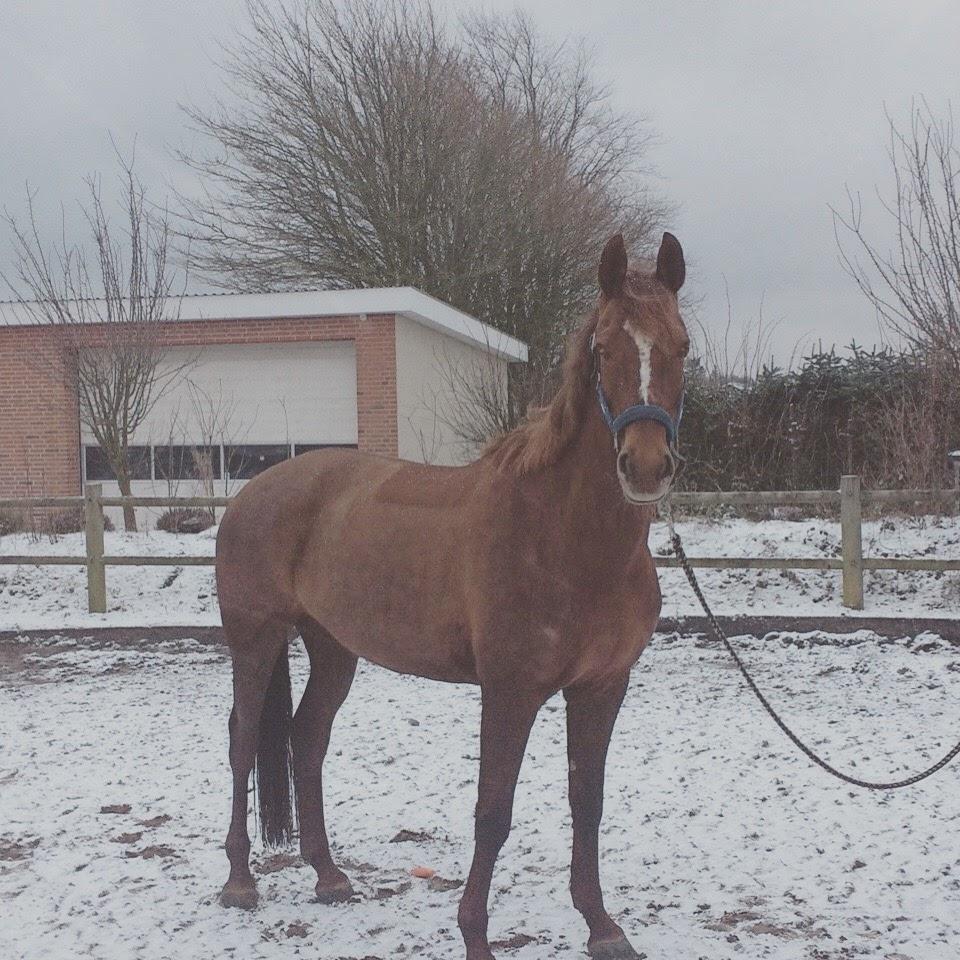 Dansk Varmblod Lille daugårds lady hit billede 9