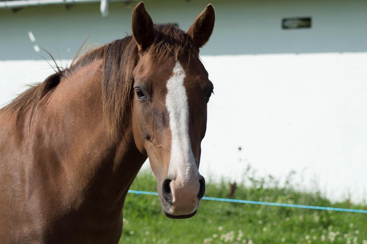 Anden særlig race Dixie billede 8