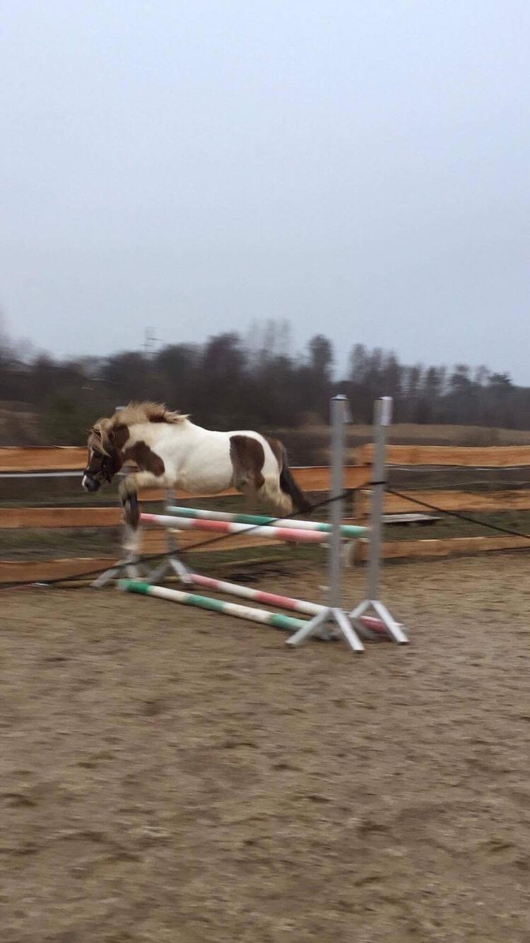 Anden særlig race Øglekærgaards Chevas - RIP billede 5