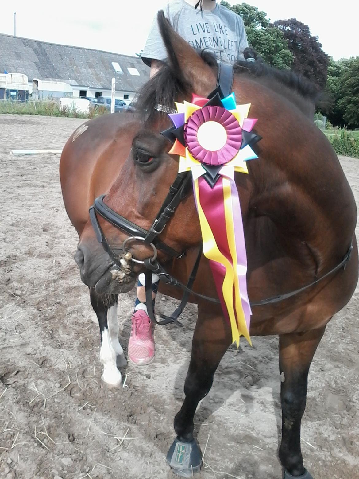 New Forest Shadow - Ridelejr - afslutning billede 12