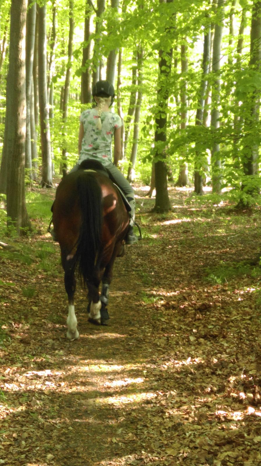 New Forest Shadow billede 13