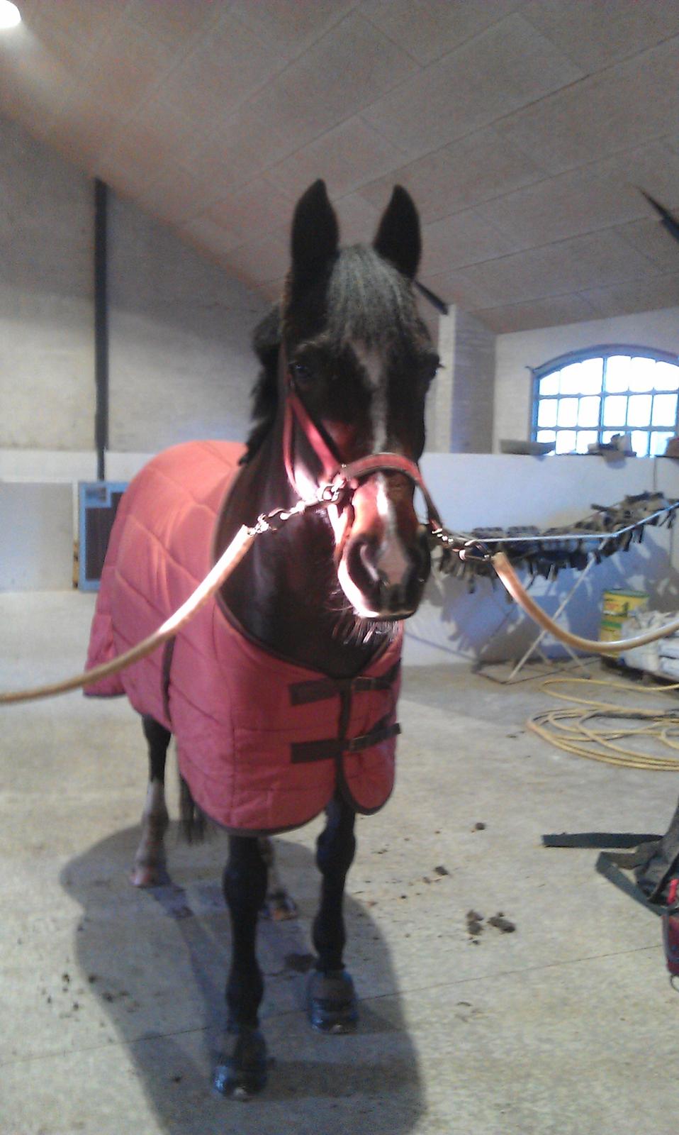 New Forest Shadow billede 15