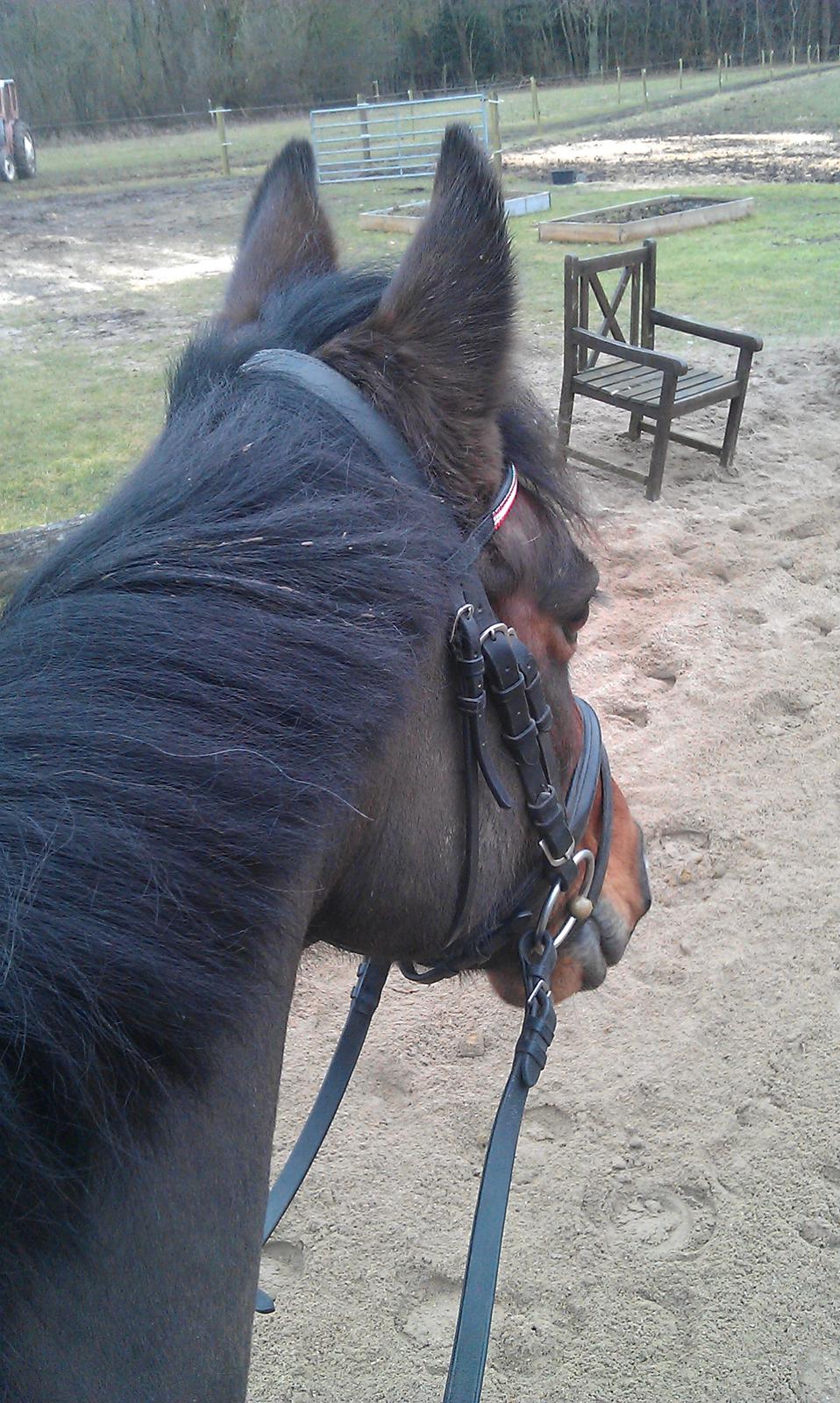 New Forest Shadow billede 16