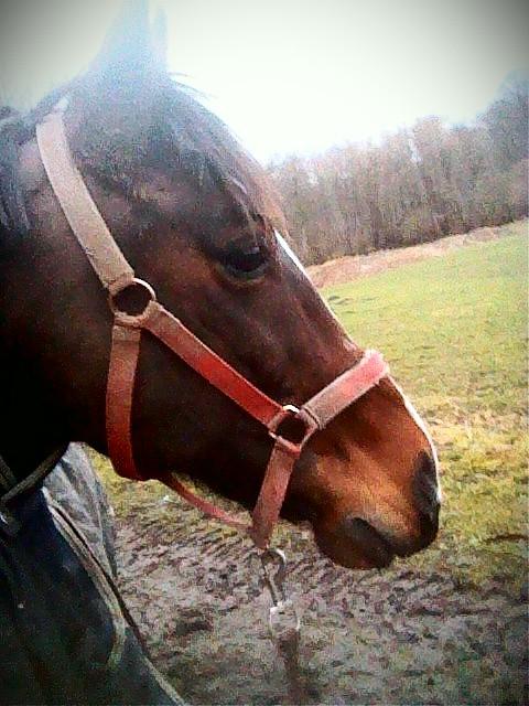 New Forest Shadow billede 17