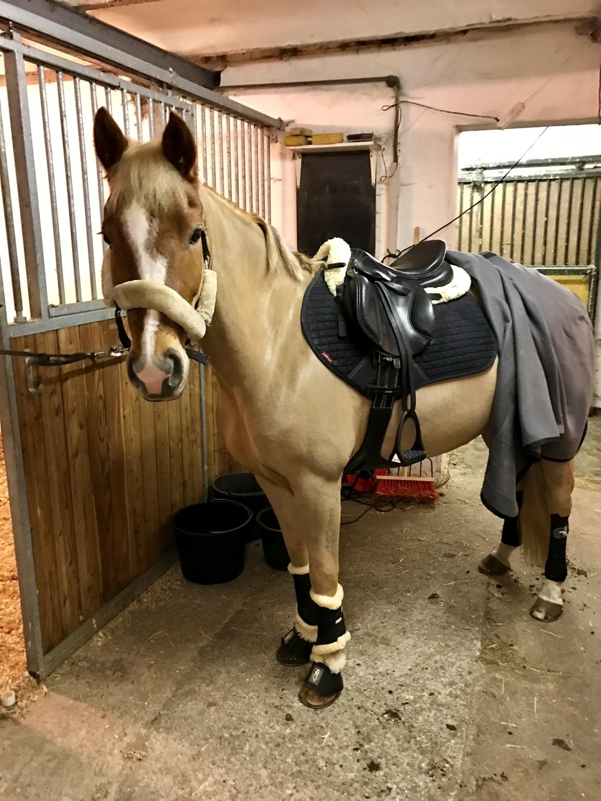 New Forest Søndermarkens Rolf billede 4