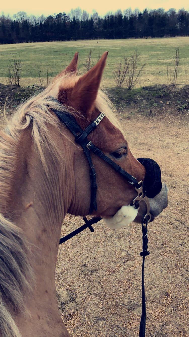 New Forest Søndermarkens Rolf billede 10