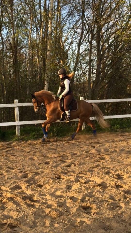 New Forest Søndermarkens Rolf billede 12