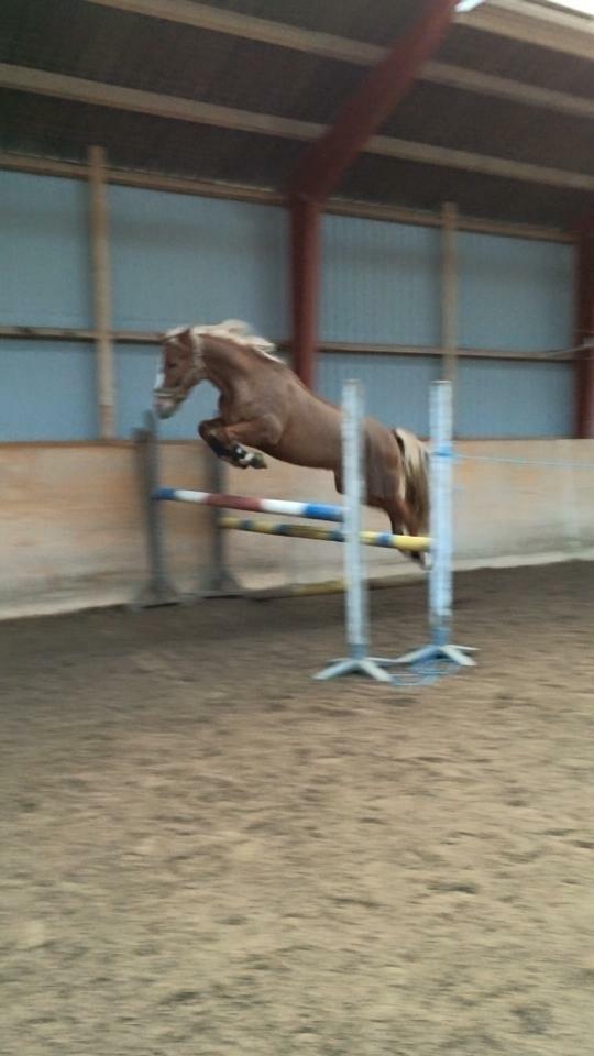 New Forest Søndermarkens Rolf billede 13