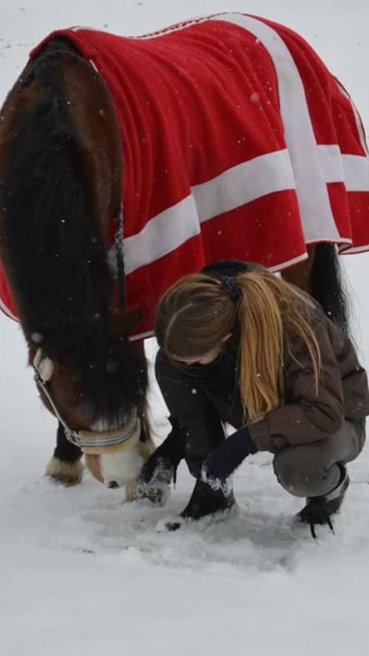 Welsh Mountain (sec A) Gribsvads peeter billede 7