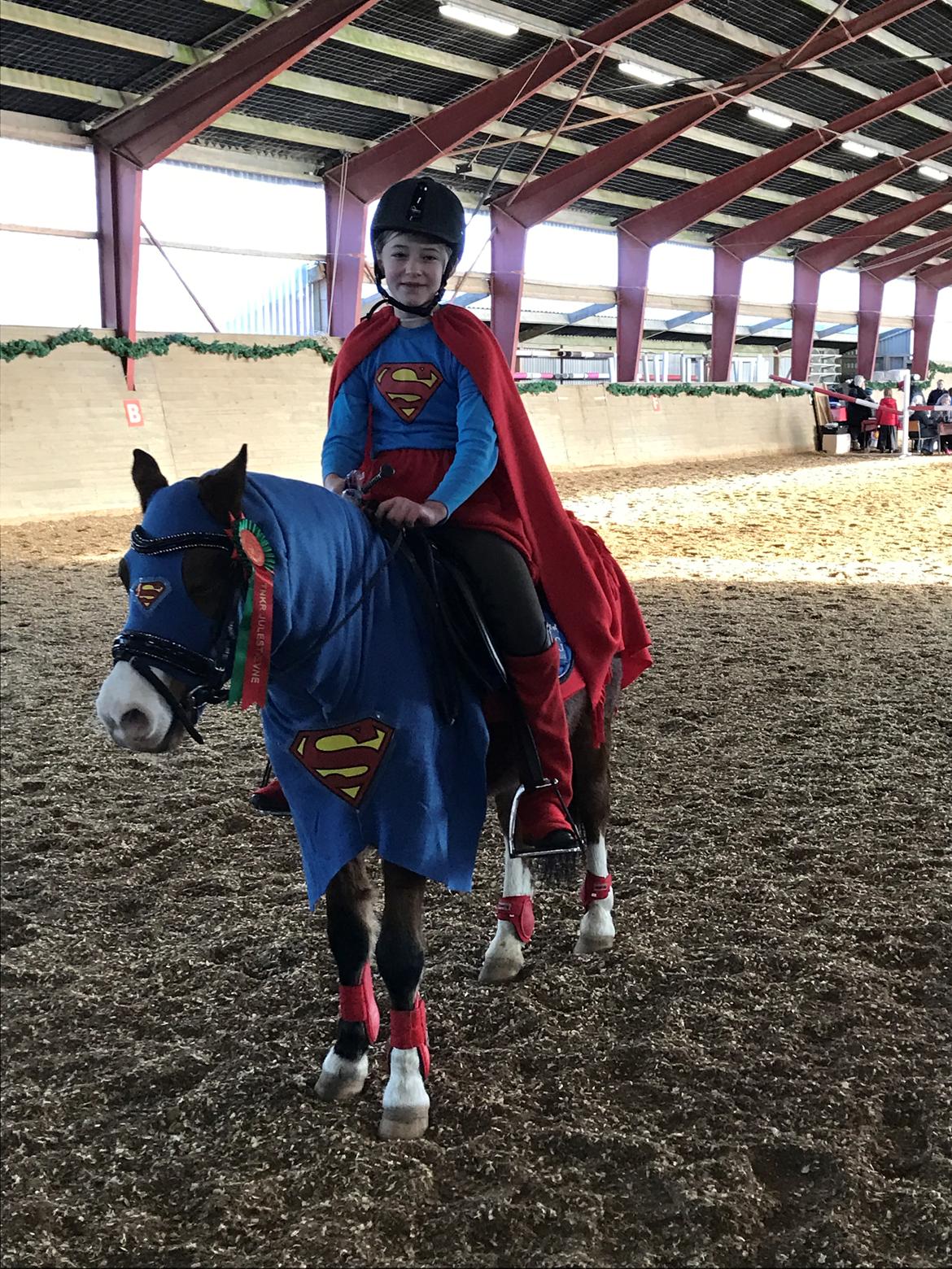 Welsh Mountain (sec A) Gribsvads peeter billede 2