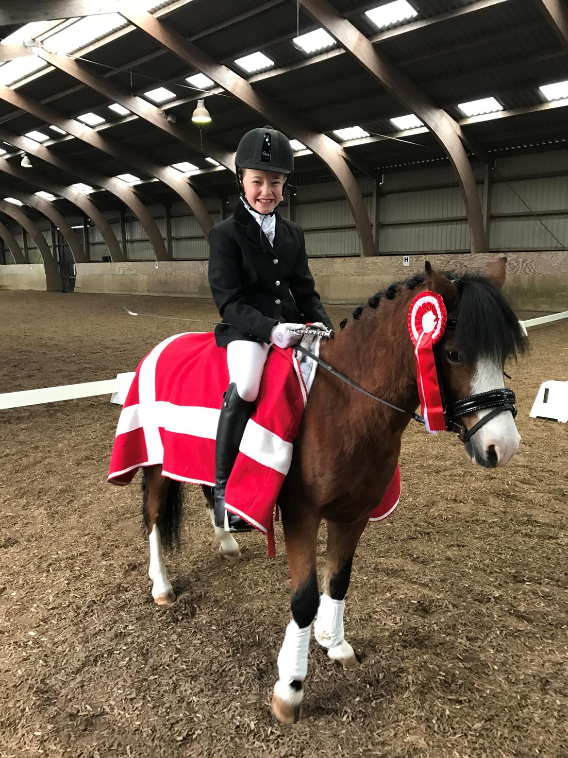 Welsh Mountain (sec A) Gribsvads peeter billede 8