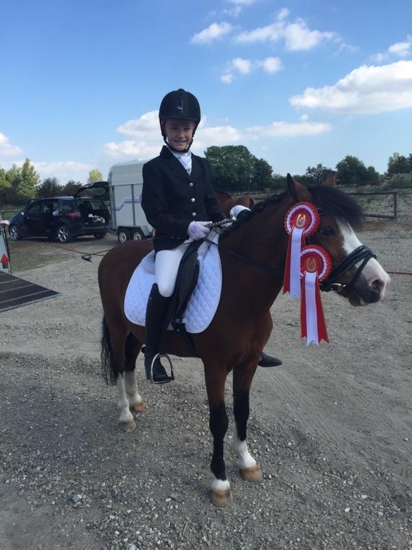 Welsh Mountain (sec A) Gribsvads peeter billede 5