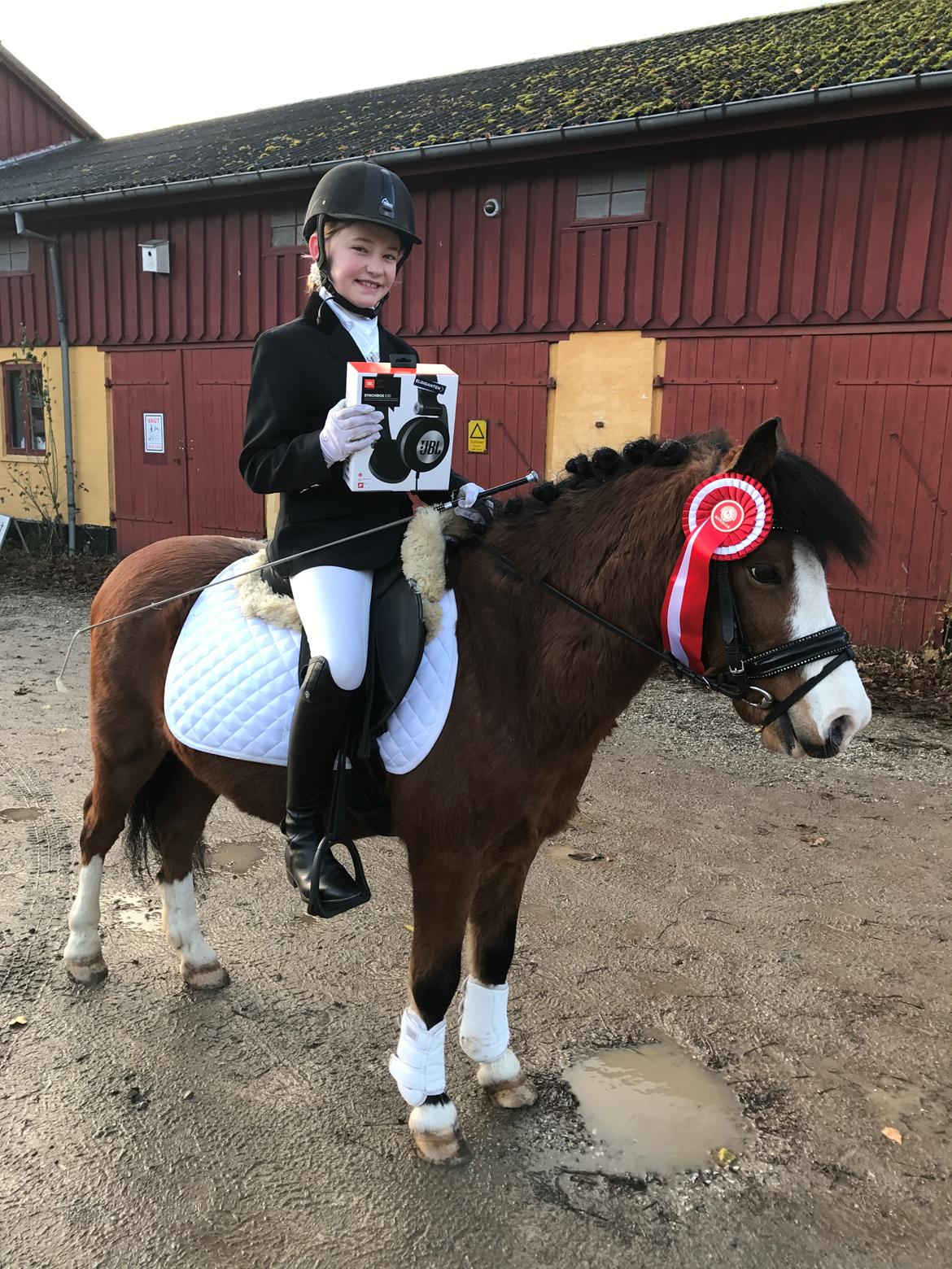 Welsh Mountain (sec A) Gribsvads peeter billede 9