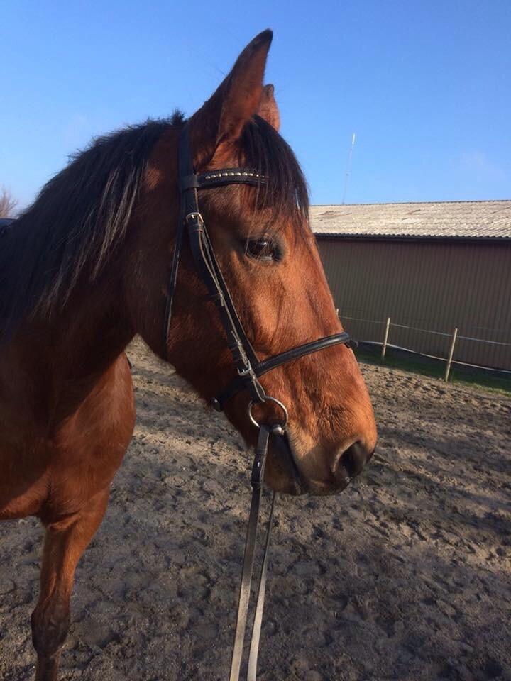 Traver Gunnison (R.I.P)  billede 1