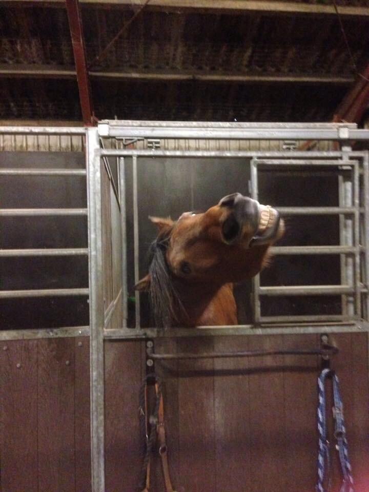 Traver Gunnison (R.I.P)  billede 4