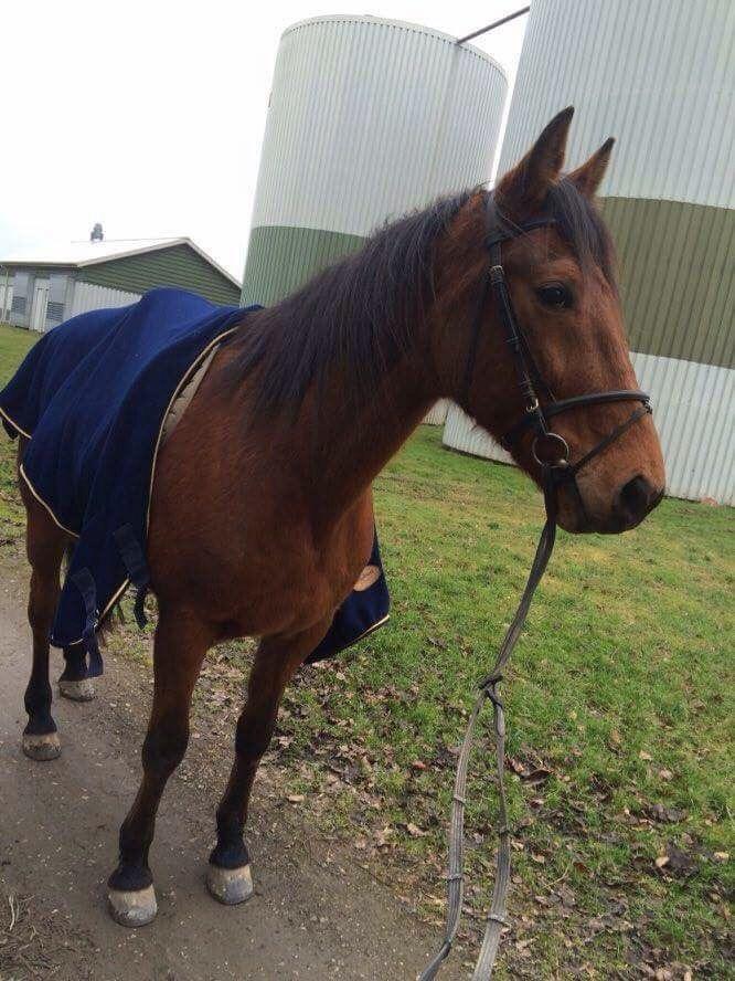 Traver Gunnison (R.I.P)  billede 6