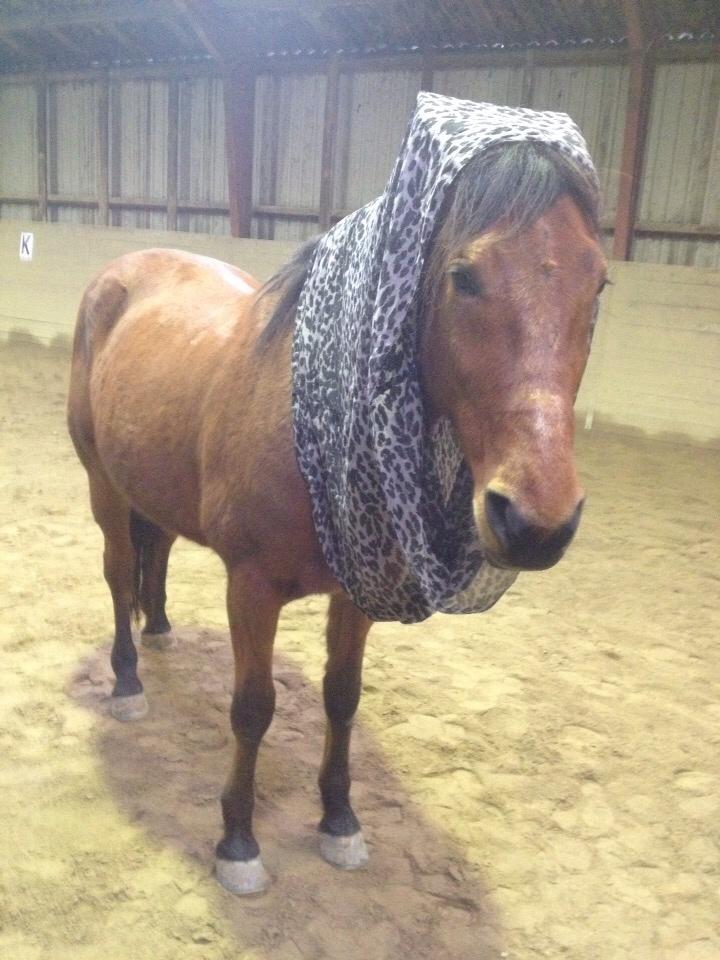 Traver Gunnison (R.I.P)  billede 8