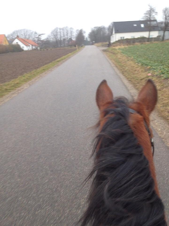 Traver Gunnison (R.I.P)  billede 9