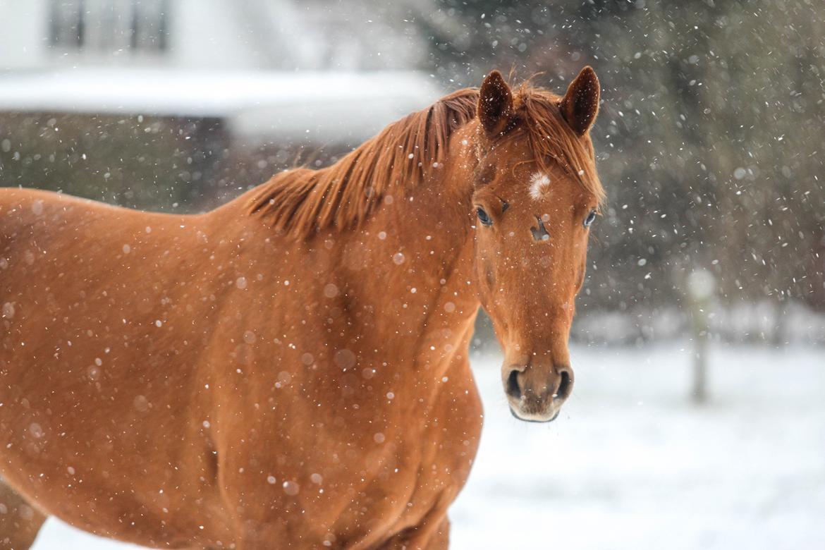 Dansk Varmblod Coco Pops billede 1