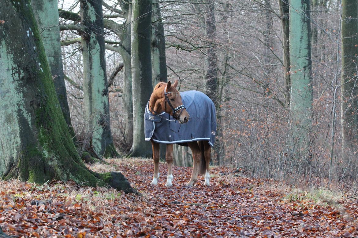 Dansk Varmblod Coco Pops billede 5