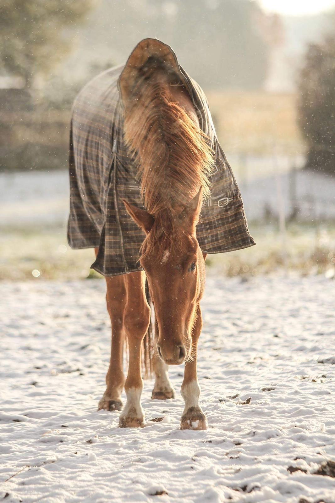 Dansk Varmblod Coco Pops billede 14