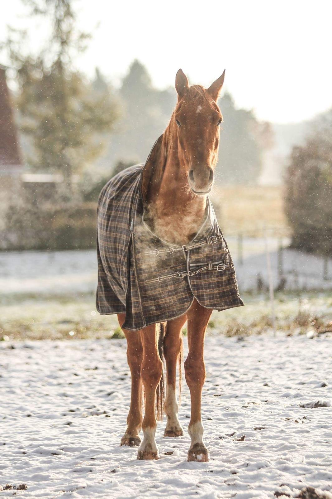 Dansk Varmblod Coco Pops billede 17
