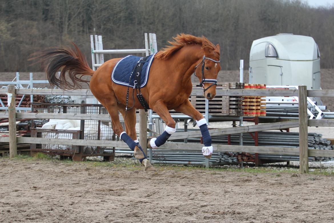 Dansk Varmblod Coco Pops billede 15