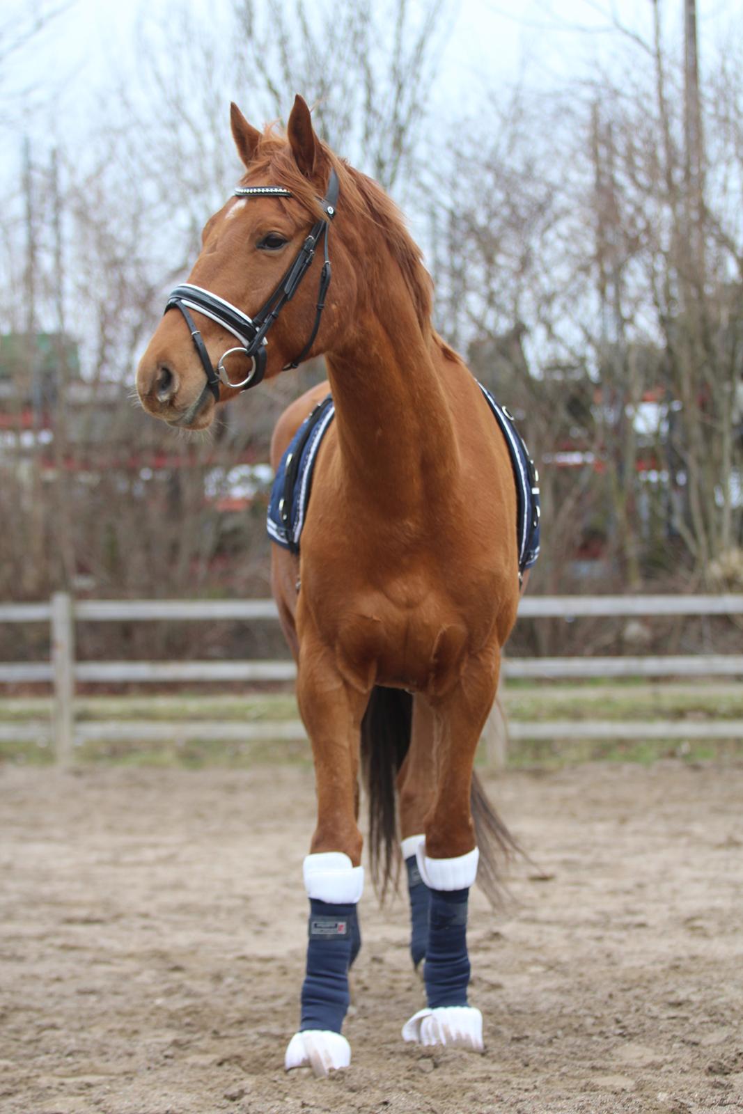 Dansk Varmblod Coco Pops billede 20