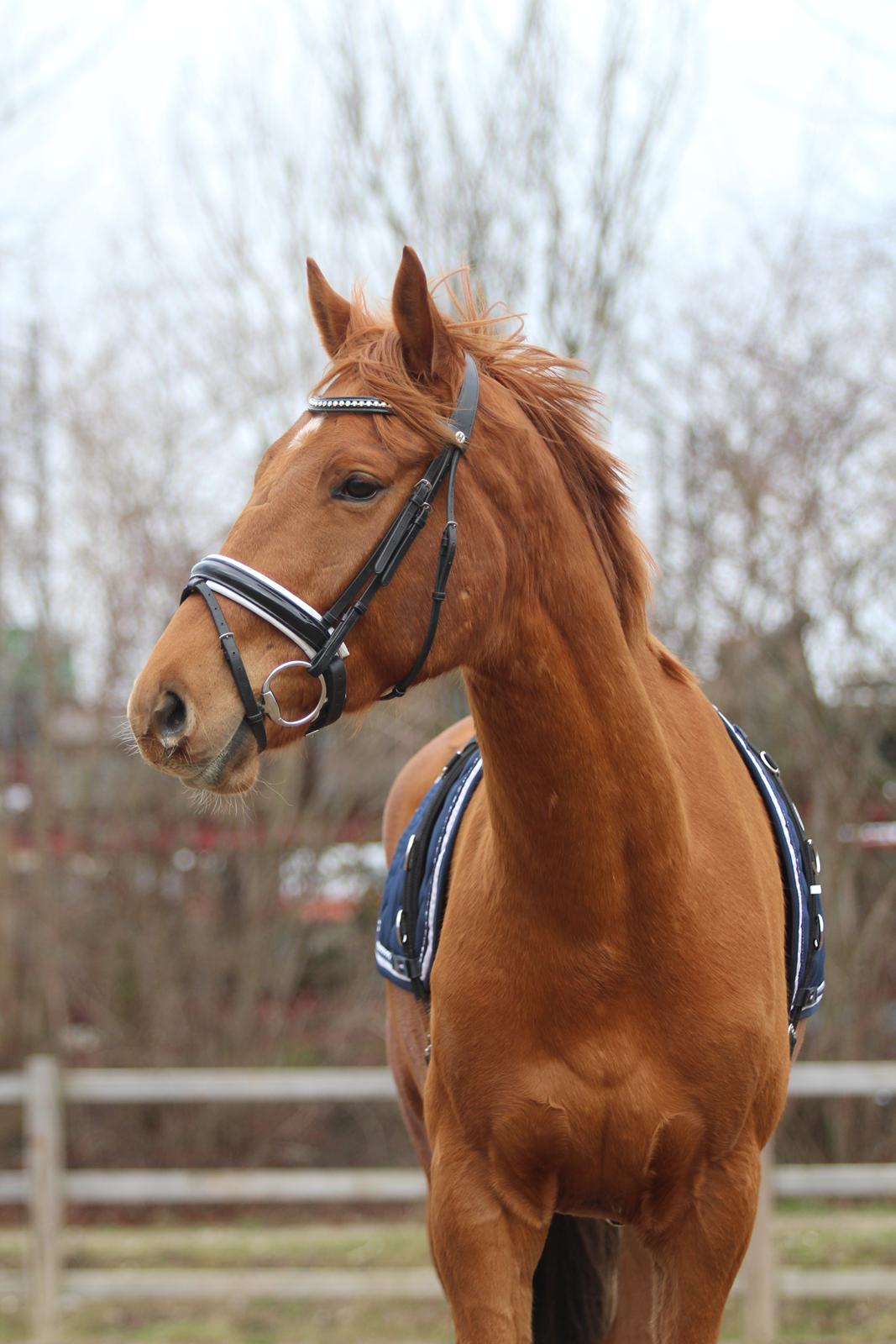 Dansk Varmblod Coco Pops billede 8