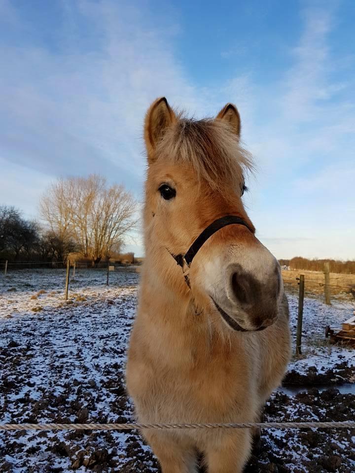 Fjordhest Risdal's kaisa - vinter billede januar 2017 billede 2