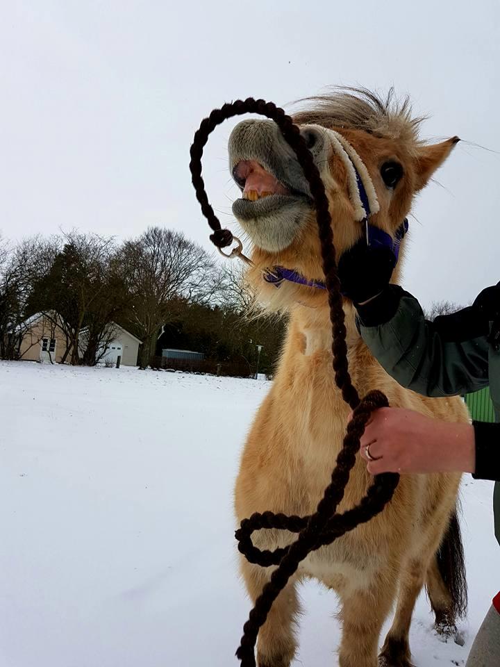 Fjordhest Risdal's kaisa - smil :'D billede 5