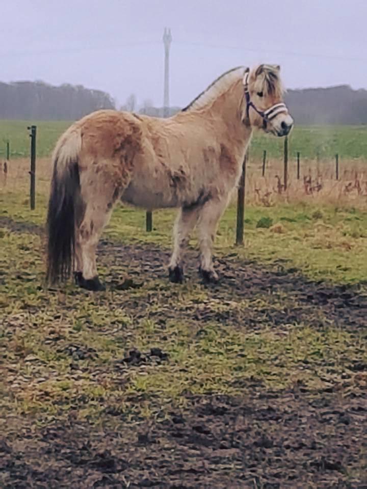 Fjordhest Risdal's kaisa - lidt fed er hun blevet :D <3 billede 6