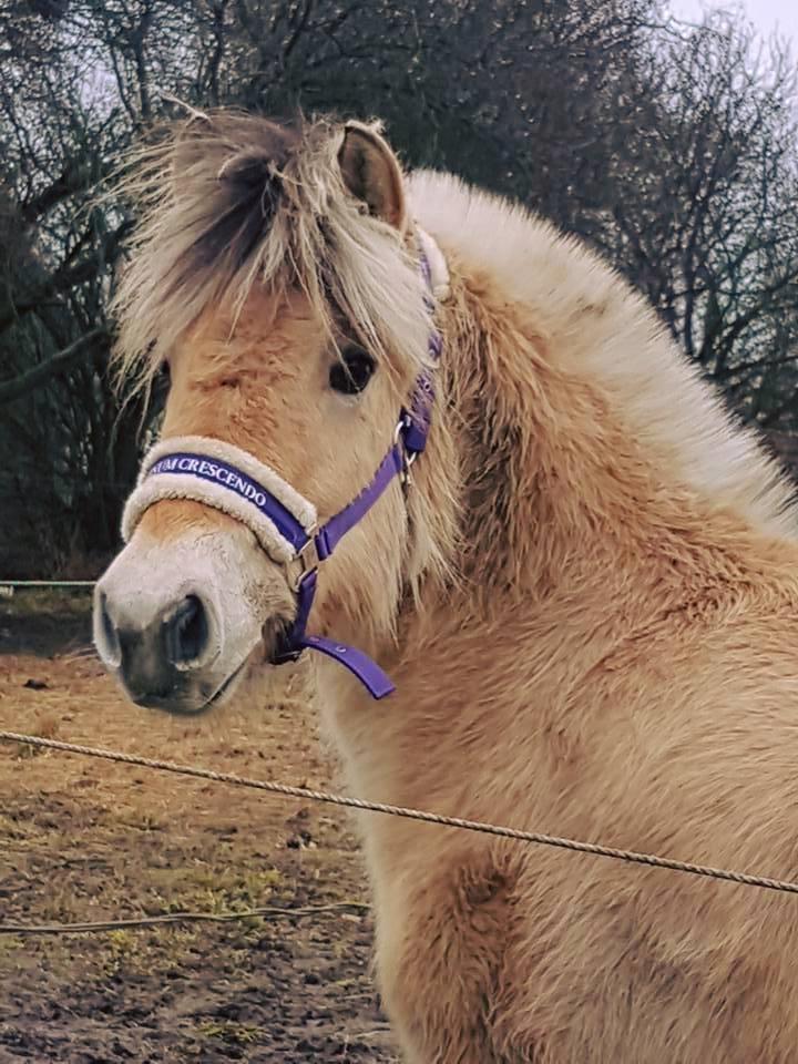 Fjordhest Risdal's kaisa - med sin nye grime <3 billede 7