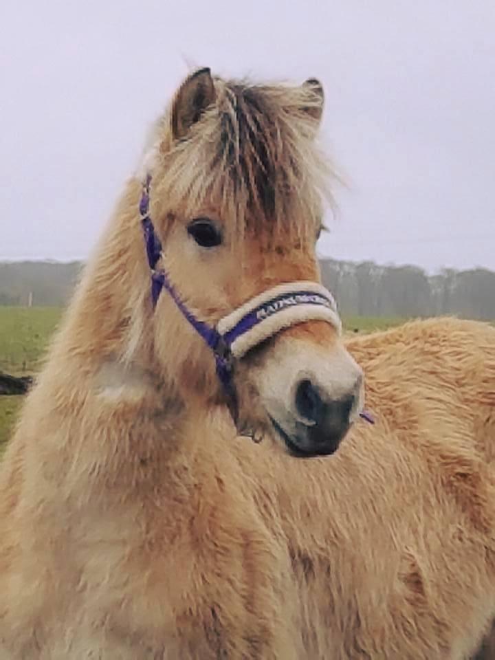 Fjordhest Risdal's kaisa billede 8