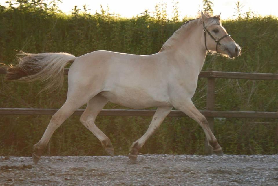 Fjordhest Risdal's kaisa - billede lånt af stutteri risdal billede 9