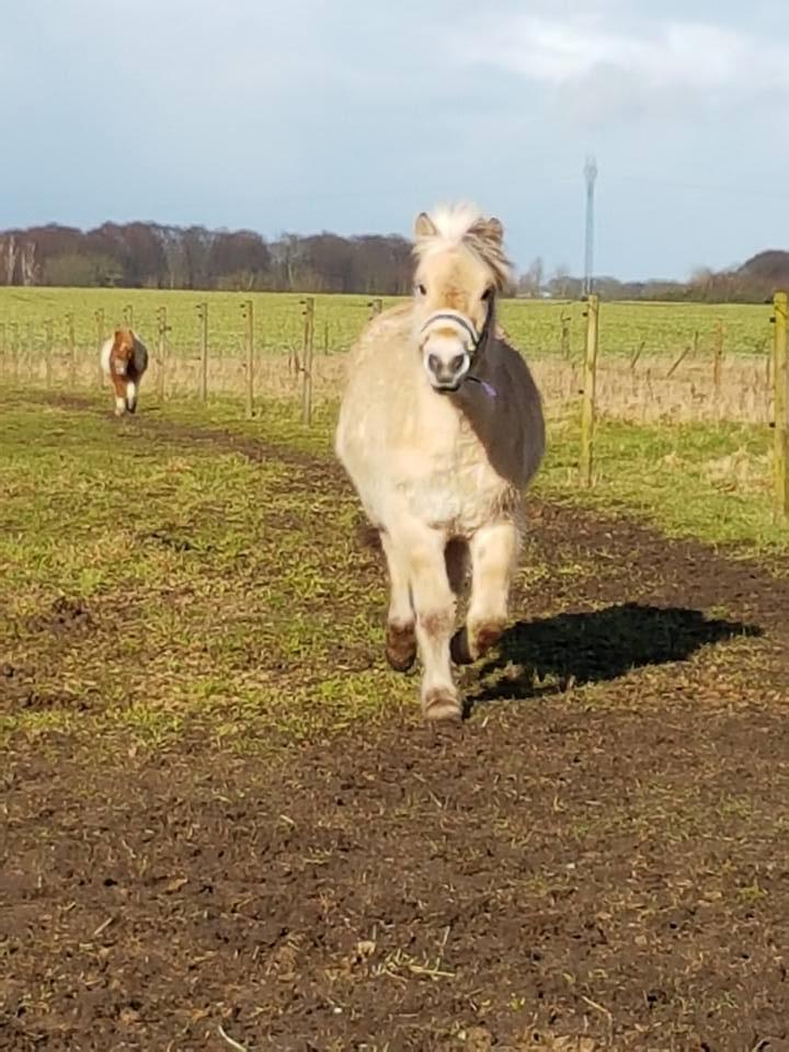 Fjordhest Risdal's kaisa - 1 marts 2017 :D første forårs dag med og den dag hun var min officielt blev min <3 billede 10