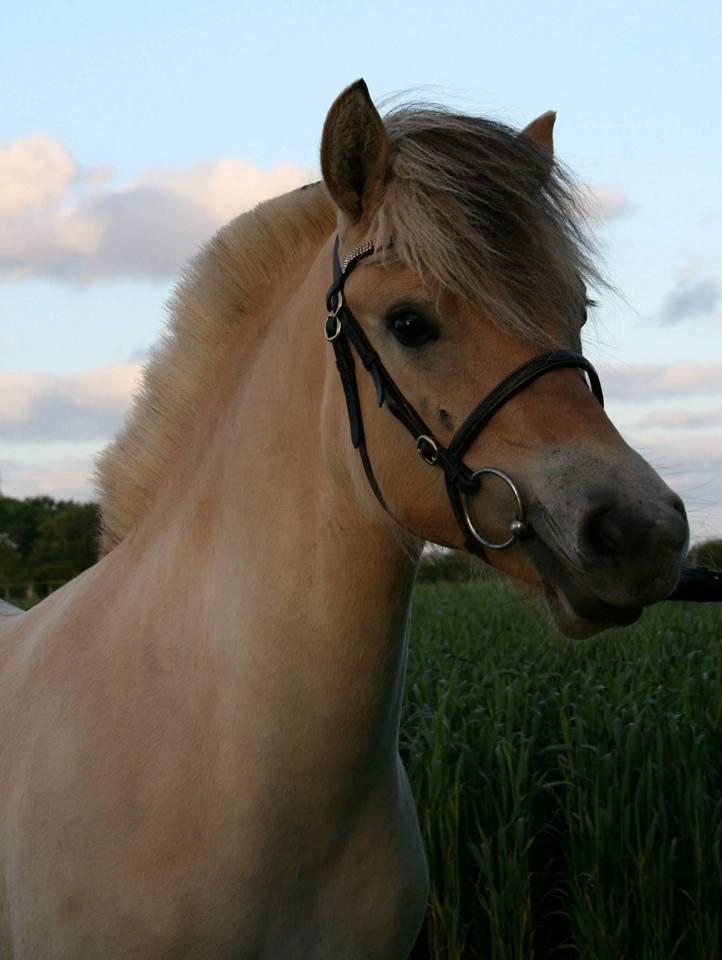 Fjordhest Risdal's kaisa - Billede lånt af stutteri Risdal billede 1