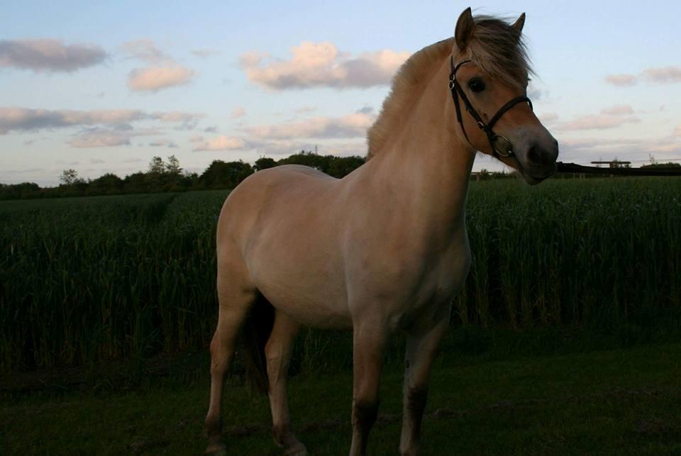 Fjordhest Risdal's kaisa - billede lånt af stutteri risdal billede 11
