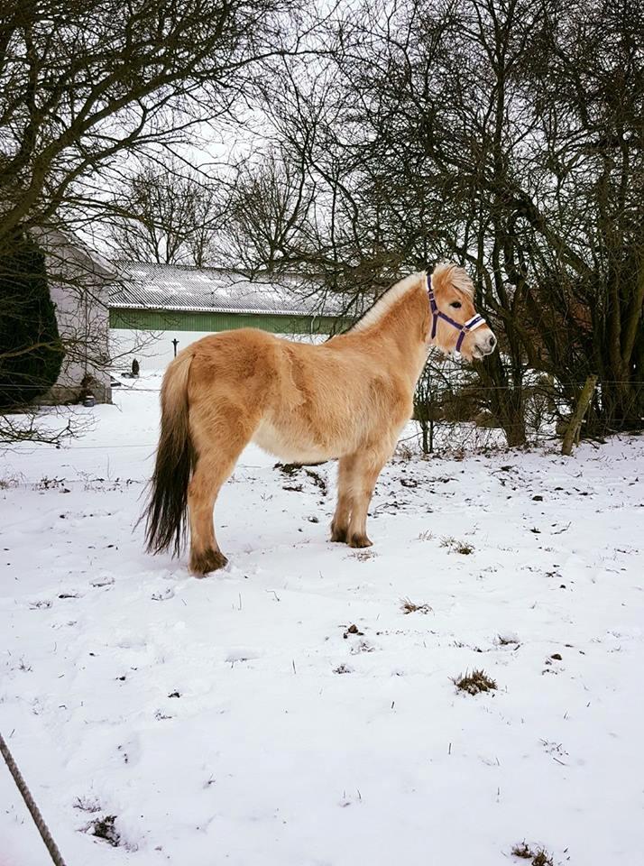 Fjordhest Risdal's kaisa - vinter billede 2017 billede 3