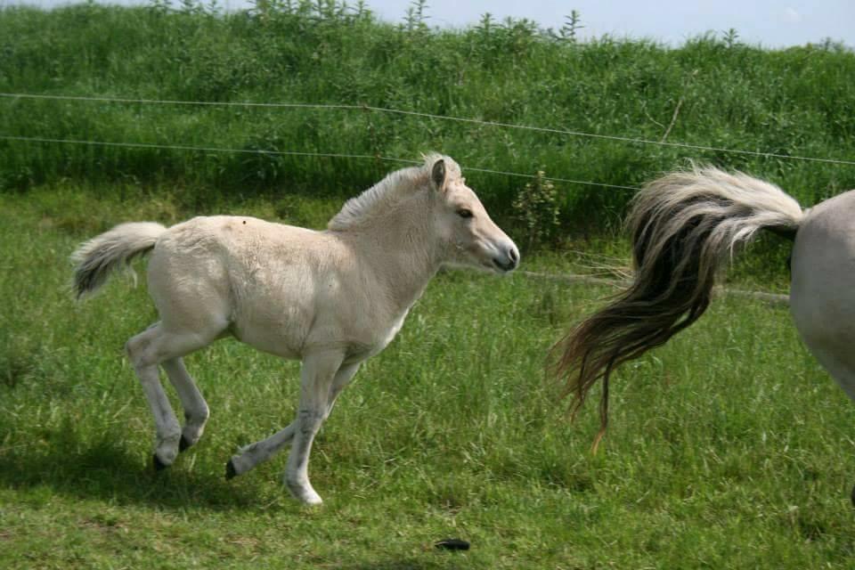 Fjordhest Risdal's kaisa - billede lånt af stutteri risdal kaisa som lille <3 billede 13