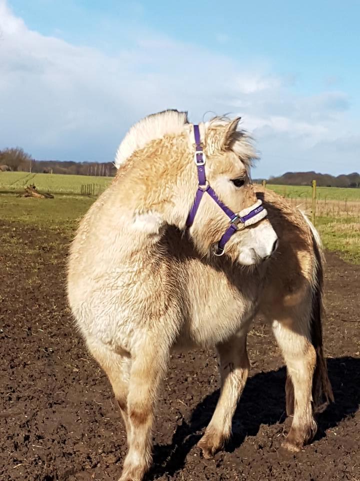 Fjordhest Risdal's kaisa - 1 marts 2017 billede 12
