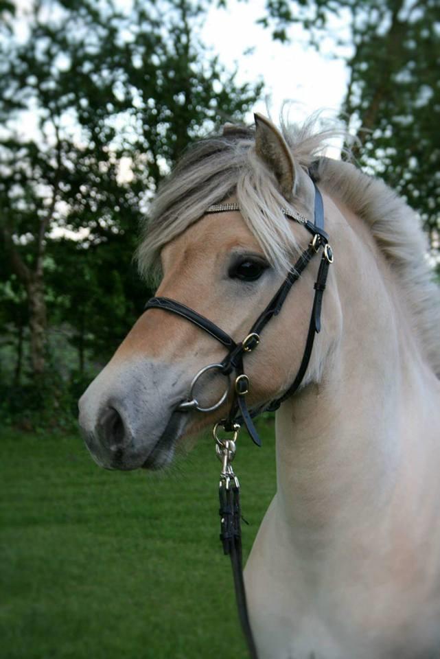 Fjordhest Risdal's kaisa - lånt af stutteri risdal billede 14