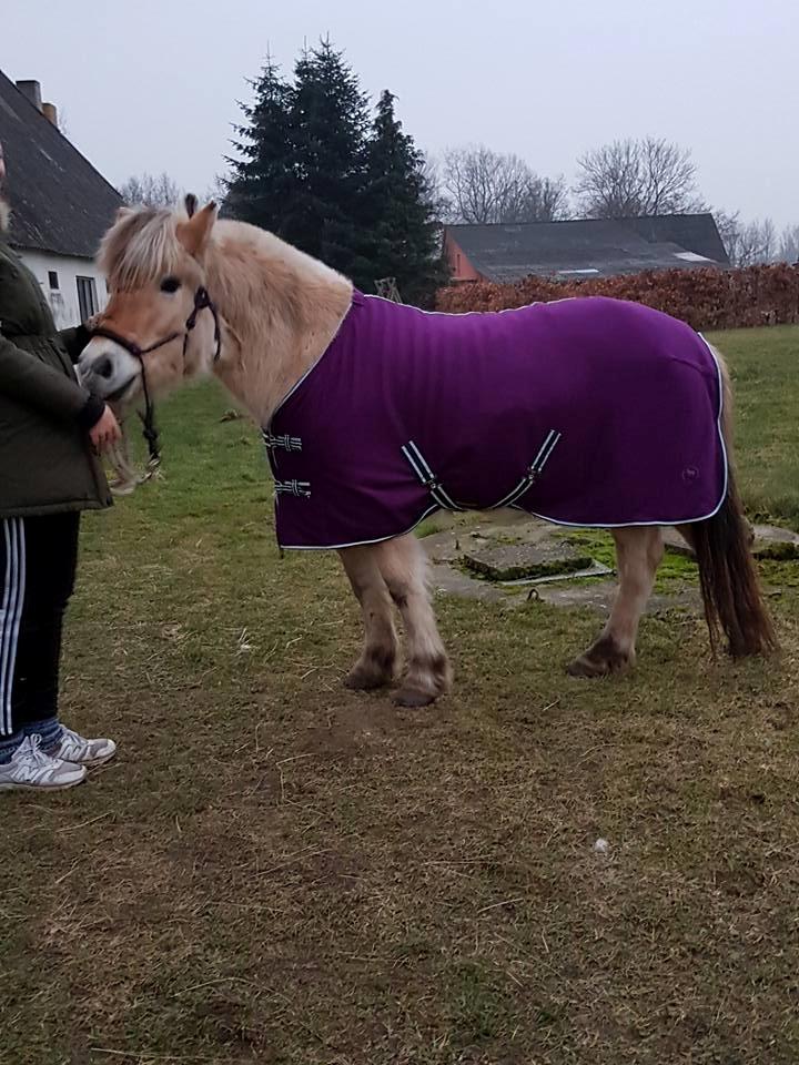 Fjordhest Risdal's kaisa - med sit fine nye lilla dækken :D billede 15